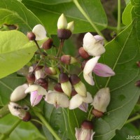 Pongamia pinnata (L.) Pierre